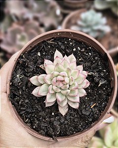 E. MEBINA VARIEGATA POTE 9