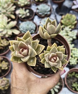 SEDUM EBRACTEATUM POTE 9