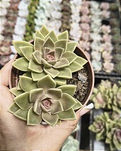 SEDUM EBRACTEATUM POTE 9