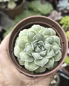 E. HIARIUM POTE 9