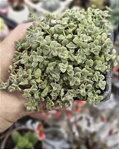 SEDUM BARBA DE MOISES VARIEGATA POTE 7