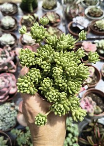 SEDUM HIRSUTUM POTE 9