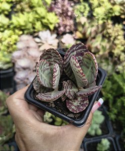 KALANCHOE HUMILLIS POTE 7