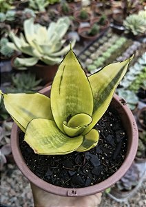 SANSEVIERIA VARIEGATA CUIA 13