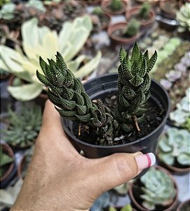 HAWORTIA REINWARDTII POTE 9