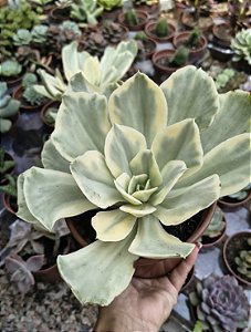 E. JAPAN MOON RIVER VARIEGATA POTE 15