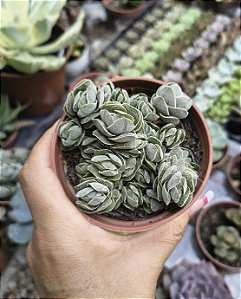 CRASSULA IVORY PAGODA POTE 9