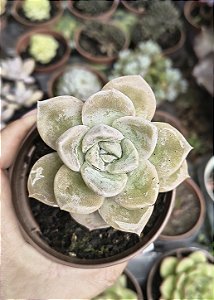 E. ALBICANS POTE 9