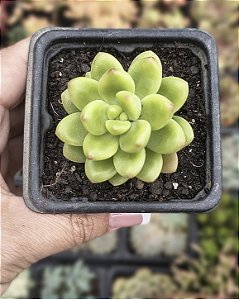SEDUM SHANGRILA POTE 7