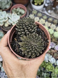 SINOCRASSULA YUNNANENSIS ( OURIÇO) POTE 9