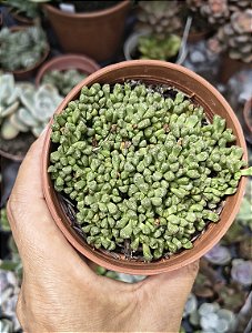 NEHORENRiCIA SIBETTI POTE 9