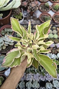 KALANCHOE LACINIATA POTE 9