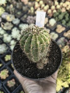 CACTO N⁰ 13 POTE 11