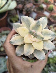 GRAP. VICTOR KANE VARIEGATA POTE 9