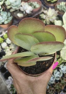 ORELHA DE ELEFANTE POTE 9