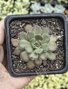 E. PAULA POTE 7