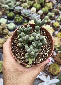 DELOSPERMA LEHMMANNII ( CORAÇÃO PARTIDO) POTE 9