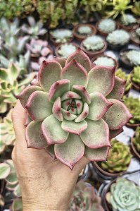 AGAVOIDE HONEY PINK POTE 9