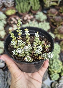 CRASSULA CORALINA POTE 9