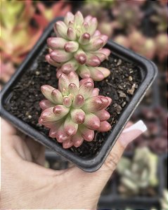 SEDUM AURORA POTE 7
