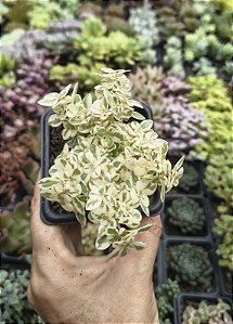 PILEA MICROPYLLA VARIEGATA POTE 7