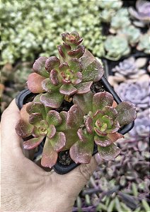 E. MULTICAULES POTE 7
