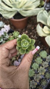 SEDUM OBESUM PLUG