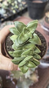 CRASSULA SPRINGTIME POTE 9