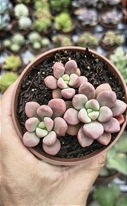 E. POLARIS HEARTS POTE 9