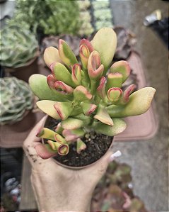 CRASSULA OVATA HOBBIT ( ORELHA DE FIONA) POTE 9