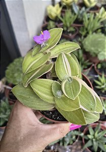 TRADESCANTIA SILLAMONTANA VAR. POTE 9