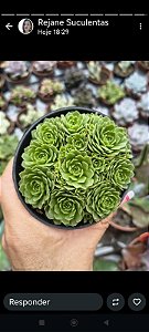 ROSULARIA PLATHYPYLLA POTE 9