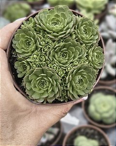 ROSULARIA PLATHYPYLLA POTE 9