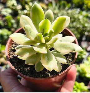 E. MINIBELLE VARIEGATA POTE 9