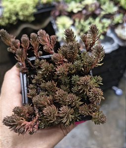 SEDUM HAKONENSE CHOCOLATE BALL POTE 7