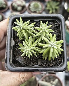SEDUM GRISEUM POTE 7