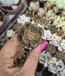 GRAP. ADRIA BUBAALOO PLUG