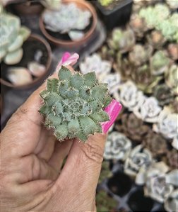 E. SETOSA DIMINUTA PLUG