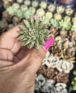 GRAP. SILVER STAR PLUG