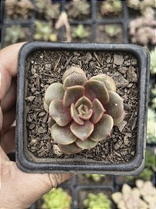 E. VAMPIRE RED POTE 7