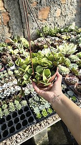 HOYA CARNOSA COMPACTA ( FLOR DE CERA) CUIA 13