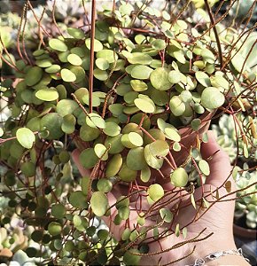 PEPEROMIA RUBY CASCADE CUIA 13