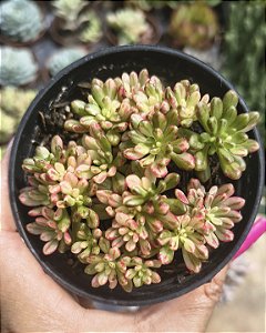 AEONUIM SEDIFOLIUM VARIEGATA POTE 9