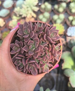 SINOCRASSULA INDICA POTE 9