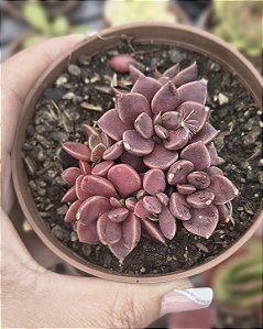 SINOCRASSULA INDICA POTE 9
