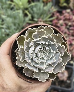 E. SHAVIANA POTE 9