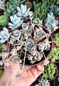 OROSTACHYS FURUSEI POTE 9