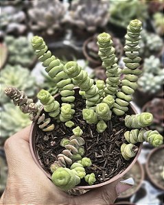 CRASSULA MARNERIANA POTE 9