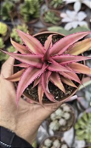 ESTRELA DA TERRA VERMELHA POTE 9