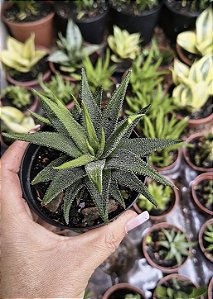 HAWORTIA ATENUATTA RADULA POTE 9